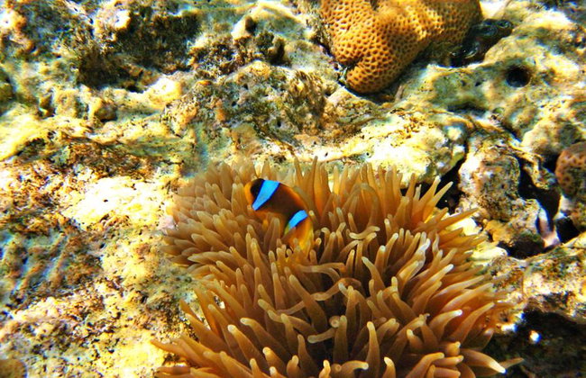 Tour di un giorno con snorkeling in crociera sul Mar Rosso - Foto 6